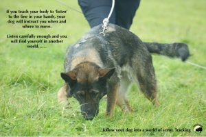 Accuracy in Tracking at Dogtaggs