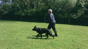 Shepherd Walk, Dogtaggs